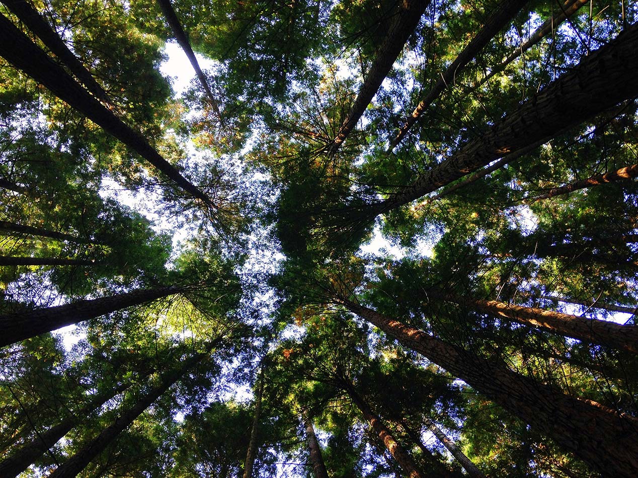 Imagen de una impresión de un bosque ecológico